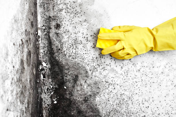 Attic Mold Removal in Naperville, IL