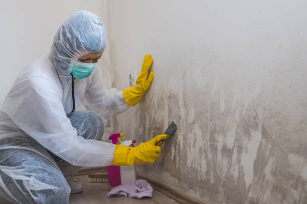 Best Local Mold Removal Service  in Napervle, IL