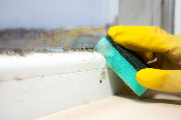 Best Home Mold Removal  in Napervle, IL