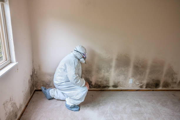 Professional Mold Removal in Naperville, IL