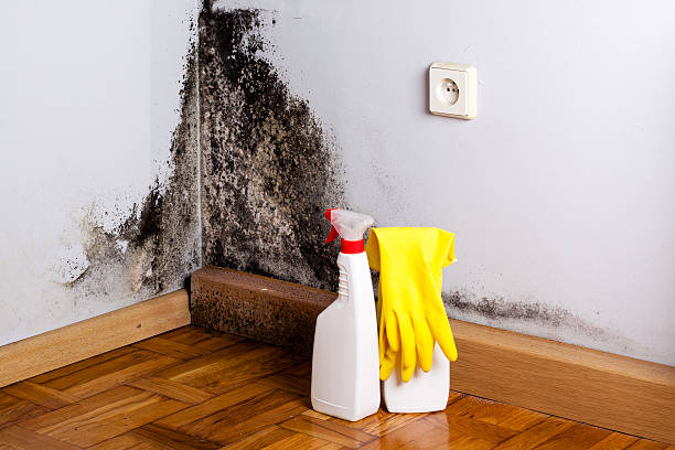 Best Mold Removal Near Me  in Napervle, IL