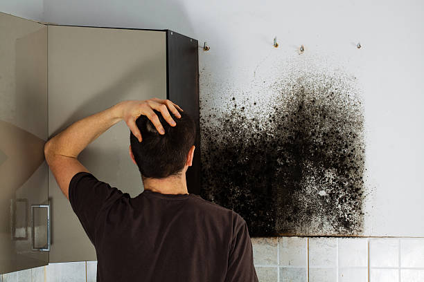 Best Mold Removal Company Near Me  in Napervle, IL